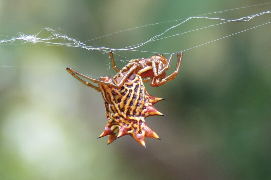 spined macrathena (c) Emmanuel Guevara Lazcano